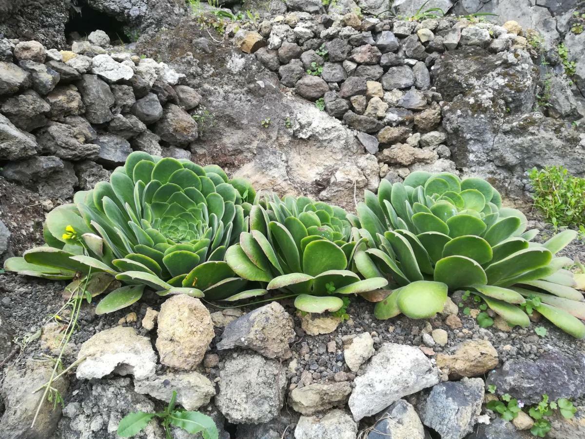 Casas Rurales Los Guinderos Icod de los Vinos Kültér fotó